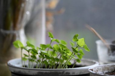 Saksıda saksıda bitki