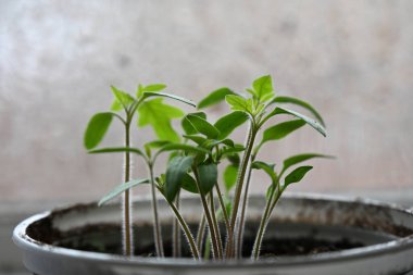 Saksıda saksıda bitki