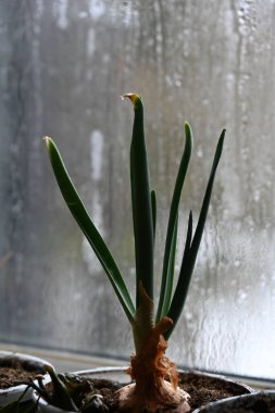 a closeup shot of plant in pot on sill green onions in a pot on a tray
