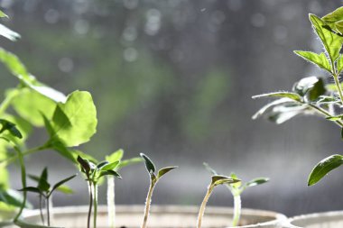 Saksıda saksıda bitki