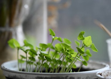 Saksıda saksıda bitki