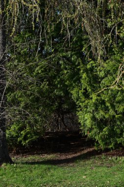 Parkta yeşil bitkiler,