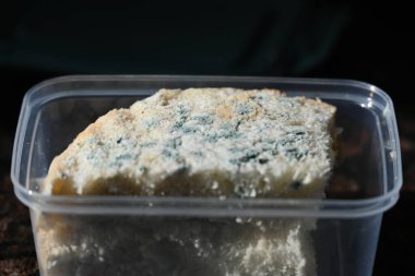 Beyaz ekmek ve yosun üzerinde küf