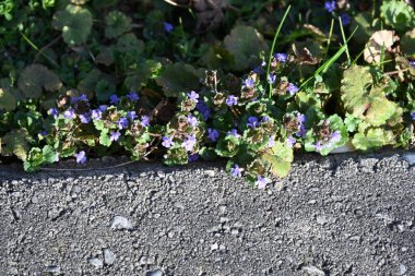 Parkta yeşil bitkiler,