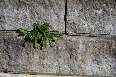 Parkta yeşil bitkiler,