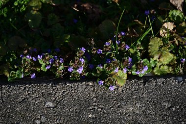 Parkta yeşil bitkiler,