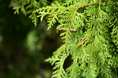 Parkta yeşil bitkiler,