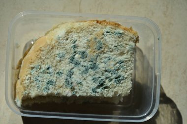 Beyaz ekmek ve yosun üzerinde küf