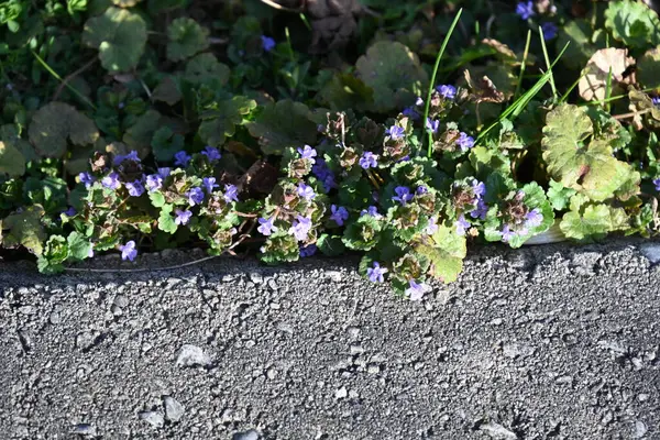 Parkta yeşil bitkiler,