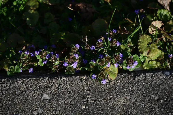 Parkta yeşil bitkiler,