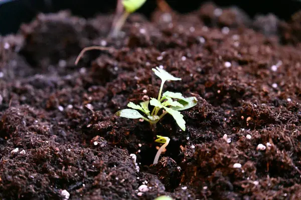 Saksıda saksıda bitki