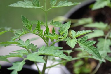 Bahçedeki yeşil bitki. Balkondaki tencerede domatesler.