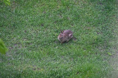 Çimlerdeki küçük yeşil tavşan Çalılardaki gri tavşan,