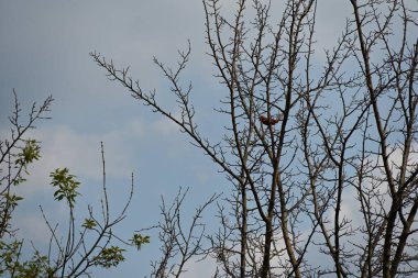 Çıplak ağaçların arka planında küçük bir kuş