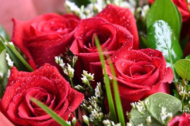 Bahçede güzel kırmızı güller Güzel kırmızı güller