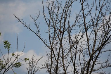 Çıplak ağaçların arka planında küçük bir kuş