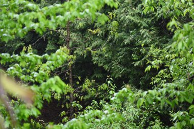 Ormanda yeşil yaprakları ve dalları olan ağaçlar