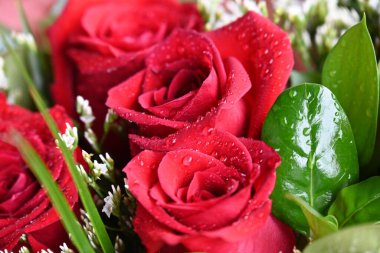 Bahçede güzel kırmızı güller Güzel kırmızı güller