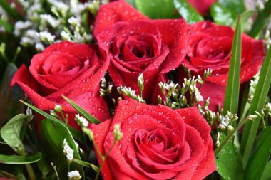 Bahçede güzel kırmızı güller Güzel kırmızı güller