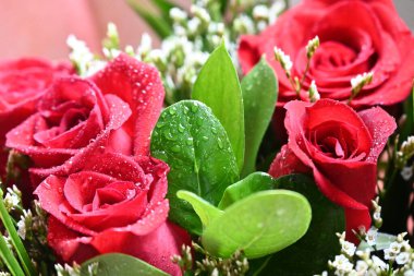 Bahçede güzel kırmızı güller Güzel kırmızı güller