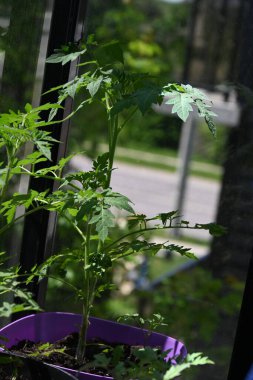 Bahçedeki yeşil bitki. Balkondaki tencerede domatesler.