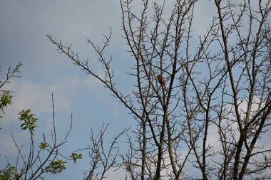 Çıplak ağaçların arka planında küçük bir kuş