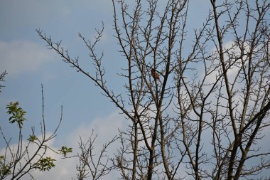 Çıplak ağaçların arka planında küçük bir kuş