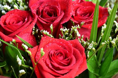 Bahçede güzel kırmızı güller Güzel kırmızı güller