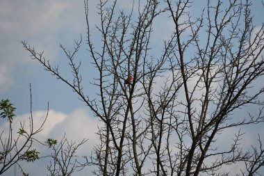 Çıplak ağaçların arka planında küçük bir kuş