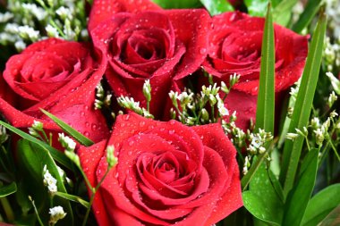 Bahçede güzel kırmızı güller Güzel kırmızı güller