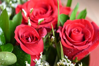 Bahçede güzel kırmızı güller Güzel kırmızı güller