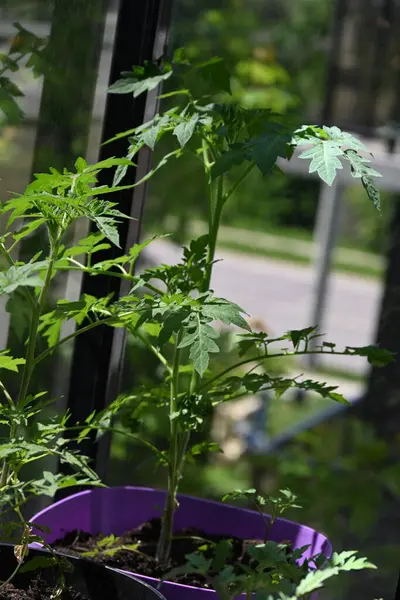 Bahçedeki yeşil bitki. Balkondaki tencerede domatesler.