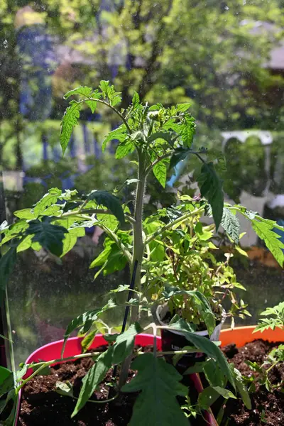 Bahçedeki yeşil bitki. Balkondaki tencerede domatesler.