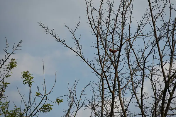 Çıplak ağaçların arka planında küçük bir kuş