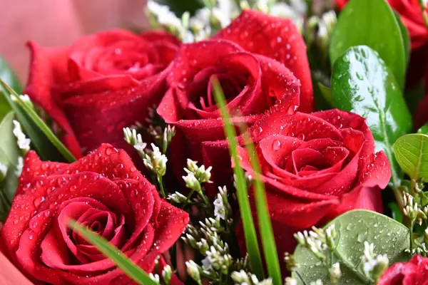 Bahçede güzel kırmızı güller Güzel kırmızı güller