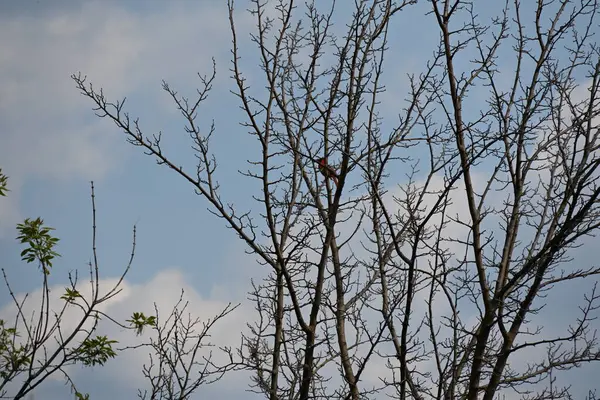 Çıplak ağaçların arka planında küçük bir kuş