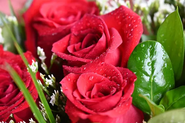 Bahçede güzel kırmızı güller Güzel kırmızı güller