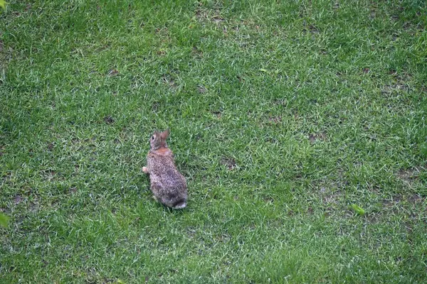 Çimlerdeki küçük yeşil tavşan Çalılardaki gri tavşan,