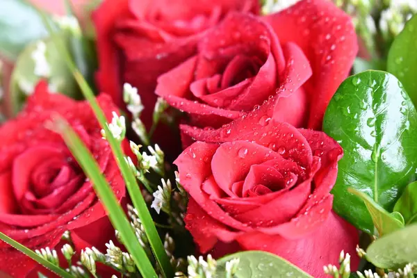 Bahçede güzel kırmızı güller Güzel kırmızı güller