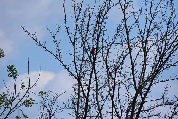 Çıplak ağaçların arka planında küçük bir kuş