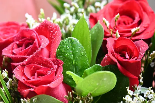 Bahçede güzel kırmızı güller Güzel kırmızı güller