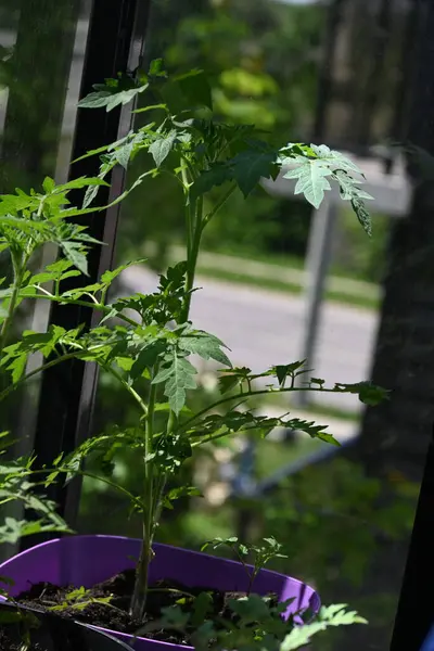 Bahçedeki yeşil bitki. Balkondaki tencerede domatesler.