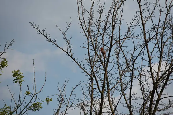Çıplak ağaçların arka planında küçük bir kuş