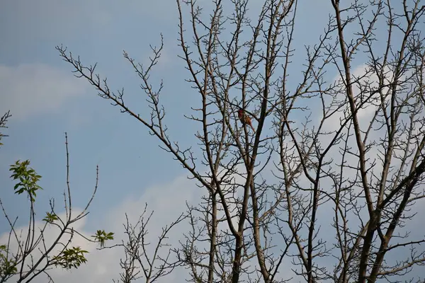 Çıplak ağaçların arka planında küçük bir kuş