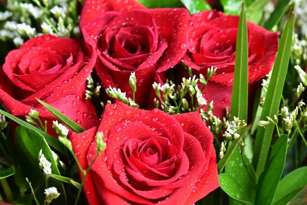 Bahçede güzel kırmızı güller Güzel kırmızı güller