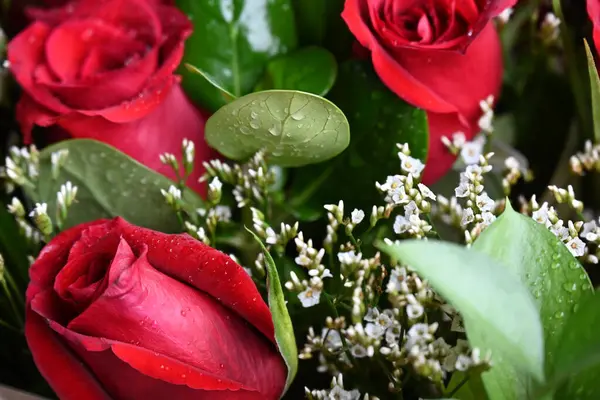 Bahçede güzel kırmızı güller Güzel kırmızı güller