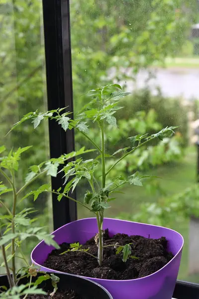 Bahçedeki yeşil bitki. Balkondaki tencerede domatesler.