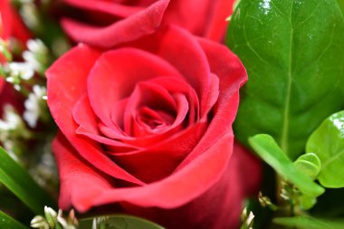 Güzel bir buket kırmızı gül