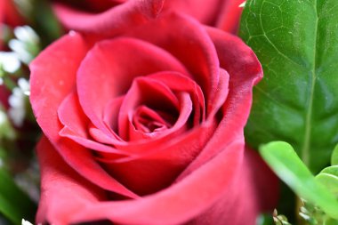 Güzel bir buket kırmızı gül