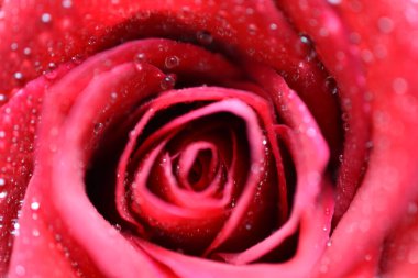 Güzel bir buket kırmızı gül